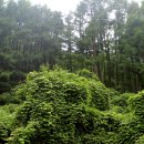 아홉사리로 이미지