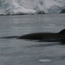 남극의 고래와 물개 이미지