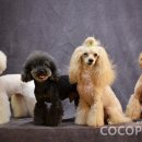 헬로펫샵 이미지