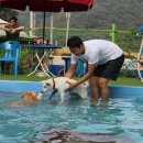 도그의 하루 이미지