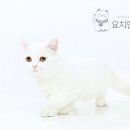 청주캣브리더 네이버블로그