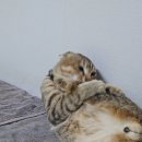 구르밍 이미지