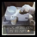 디앤씨빌딩 | 강아지간식 추천｜강아지 황태 좋아한다면 디앤씨황태 수제간식 완전 추천