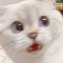 모아애드