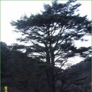 (알프스)영양 일월산 산행(2012.1.5) 이미지