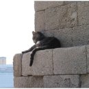 낭만고양이 이미지