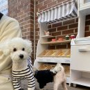 아이조아펫파크 동탄점 이미지