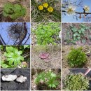 자연과 건강(산야초 이야기) 이미지