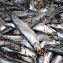 구룡포 과메기 이미지