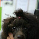 도로시 퍼피 이미지