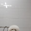 해피퍼피 미용실 이미지