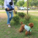 마이리틀펫 | 개빽,겟백:)애견 이동가방 슬링백 추천 개빽 ♡