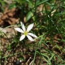흰꽃나도사프란 Zephyranthes candida (Lindl.) Herb. 이미지