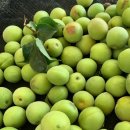 새뜸농장 이미지