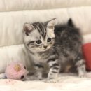 대구고양이분양 도레미캣 이미지