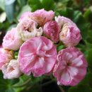 오늘도예쁘다 이미지