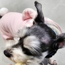 예림애견용품 아울렛 | 마산 석전동 애견마트 강아지용품도매 강아지와고양이아울렛