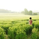 보리민박 이미지