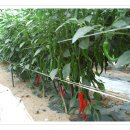 용화 농장 이미지