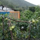 소나무안경 이미지