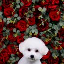 어반독스 이미지