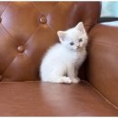 고양이입양소 이미지