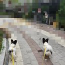 밀린 일상 털기를 가장한 먹부림 자랑