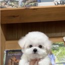 A. DOG(어독) 이미지