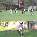 원반농장 이미지