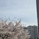 석수어린이공원 | 서울 영등포구 여의도동 윤중로 여의도 벚꽃축제 나들이 산책을 했습니다.