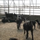 염소사육장 이미지