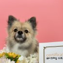 쉐이크테일 강아지 애견 유치원 호텔 미용 이미지