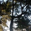 창원 휴양림 오토 캠핑장 이미지