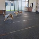 널스앤독 | 수원 강아지 유치원 호텔 널스앤독 솔직후기 주말 애견카페 이용까지!