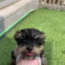 퍼피 비비드 강아지분양 하남미사본점 이미지