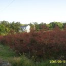 펜션 마로니에 이미지