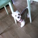 부르주화 펫 이미지