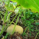 아주까리농장 이미지