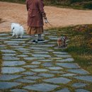 서운체육공원 (반려견센터) | 인천 유채꽃 명소 계양구 서운체육공원의 계양꽃마루 개화시기(feat. 계양구청 공원녹지과 전화통화)