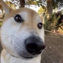 똥깡아지네 이미지