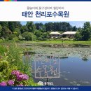 7월12일(화) 이응노 미술관 연꽃 & 신두리 해안사막, 천리포 수국 이미지