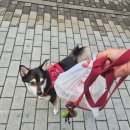 신전떡볶이 내포신도시점 | 내포신도시 떡볶이 맛집 신전떡볶이 재방문 포장 후기