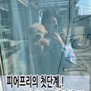 쑝이네 애견샵 | 평택 피어프리그루밍 강아지 미용 스파 트레이닝 교육 🐶 팽성 쑝이네 애견샵