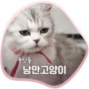캣카페 낭만고양이 이미지