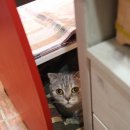 엘리스펫 이미지