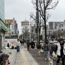 빅독 이미지