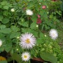 Astern ( Strahlenaster) 이미지