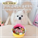 밥그릇 | 강아지 슬로우식기 추천｜온온펫 슬로우피더 급체방지식기 밥그릇 후기