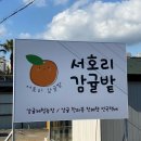 서호리감귤밭