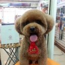 꾸미는 강아지 이미지